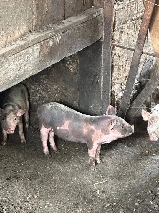 Leitões caipira para venda  - Foto 2