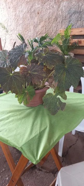 BEGÔNIA REX - UMA OBRA DE ARTE DA NATUREZA PARA SUA CASA! ?