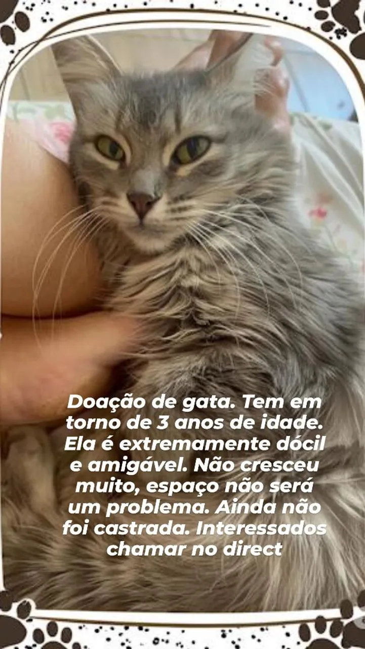 Gatinha para Adoção - Dócil e Amigável