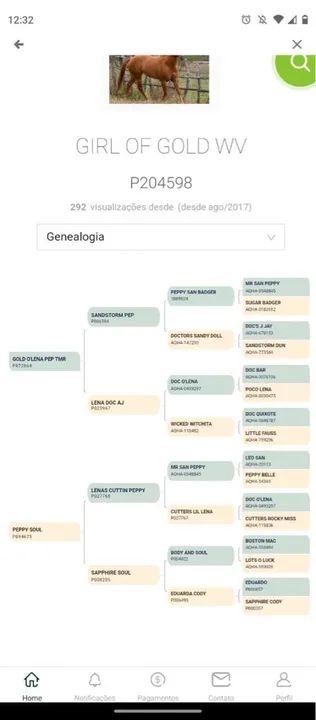 Potro Quarto de Milha - Foto 6