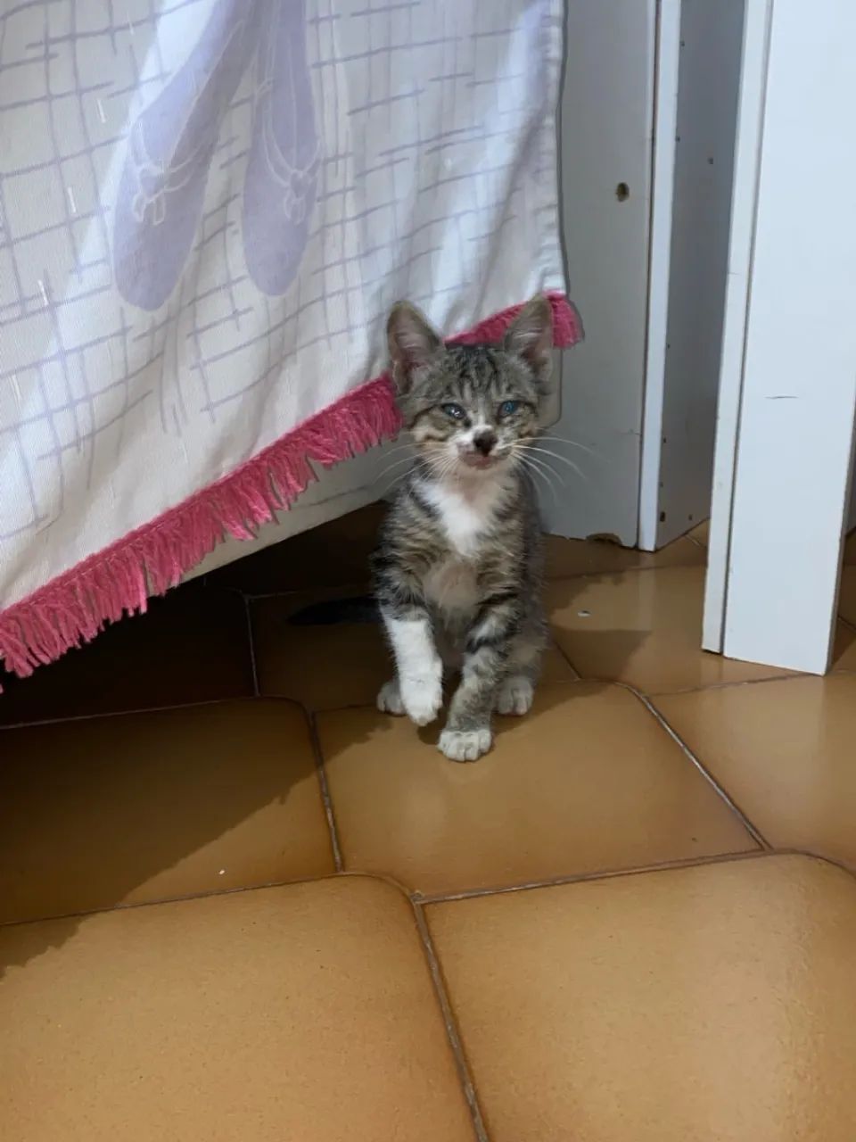 Gatinho filhote para adoção  - Foto 5