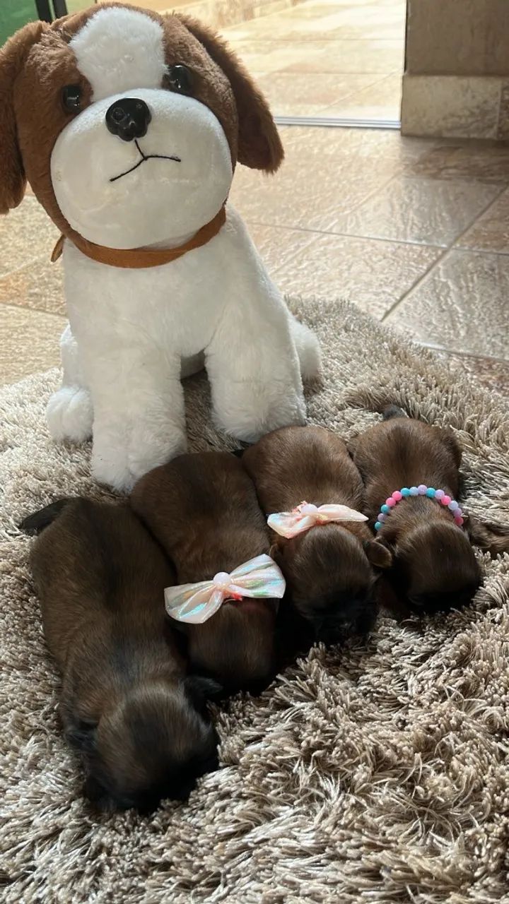 Filhotinho de shitzu disponível 3 femea s 1 machinho - Foto 6