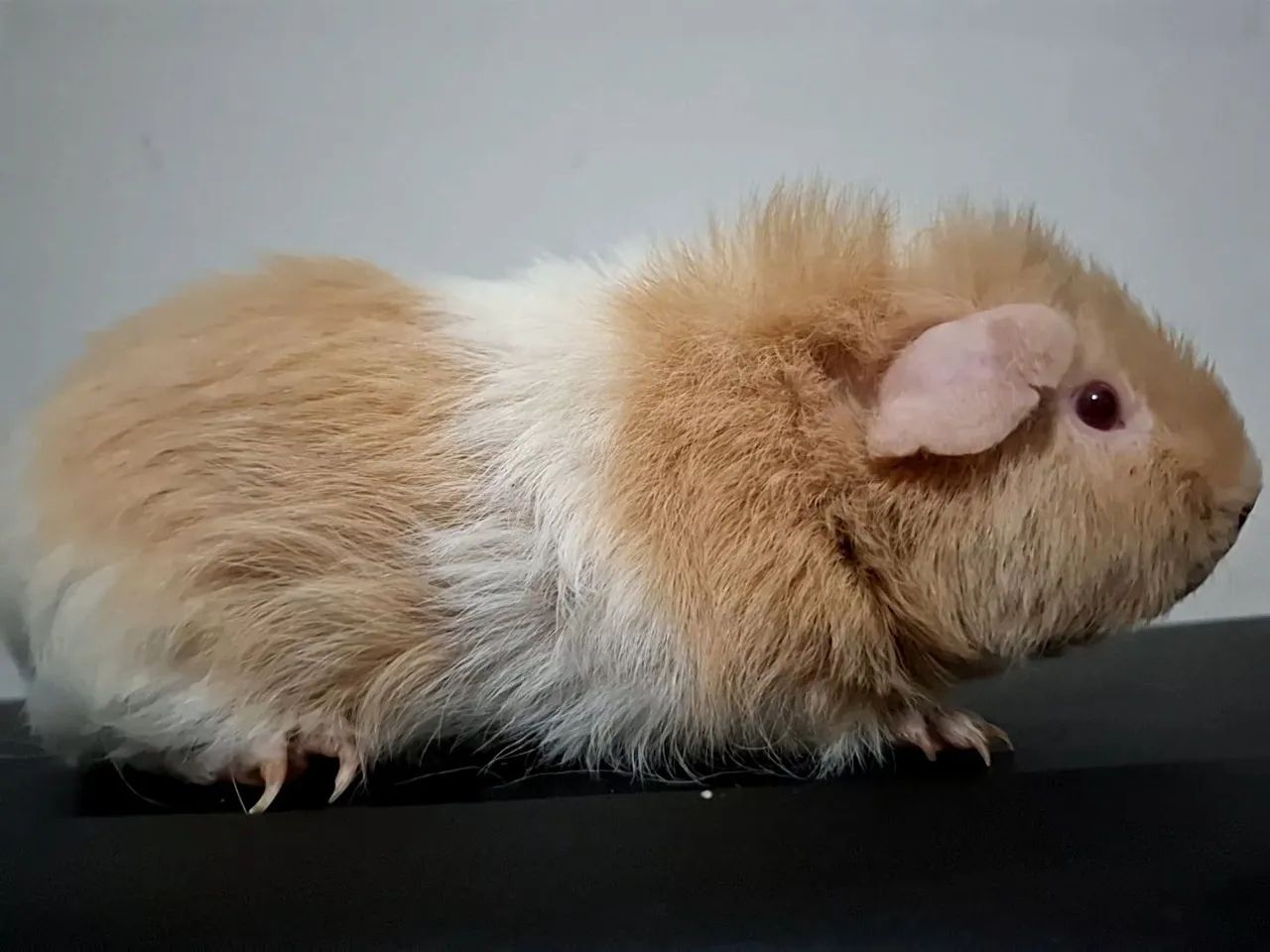 Porquinho da india teddy  - Foto 2