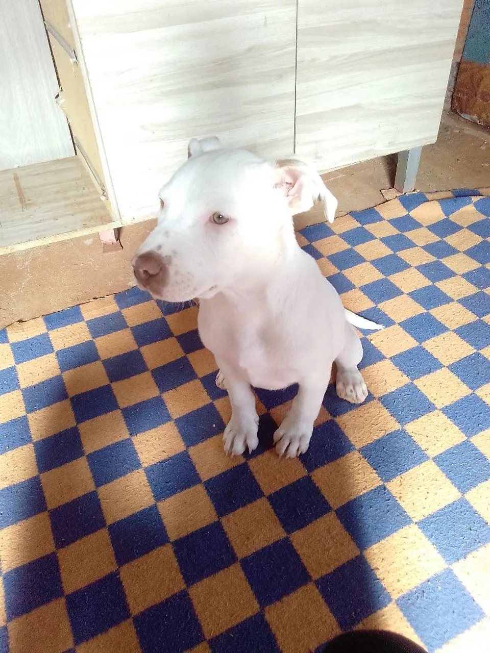 Filhote de Pitbull Branco 4 meses