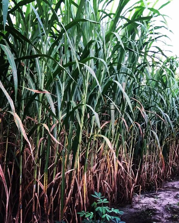 Mudas BRS CAPIAÇU  - Foto 3