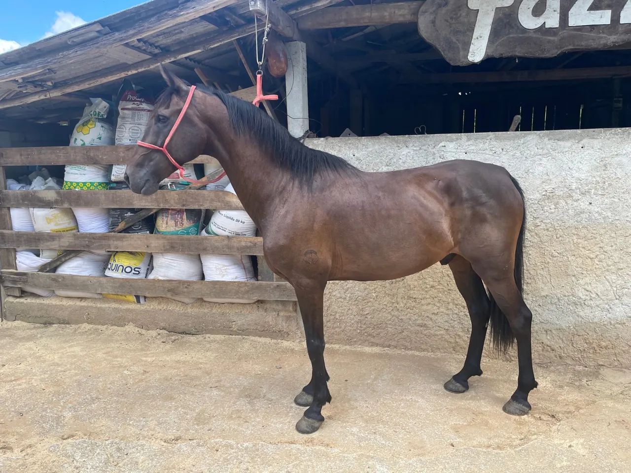 Cavalo Mangalarga Marchador - Foto 2