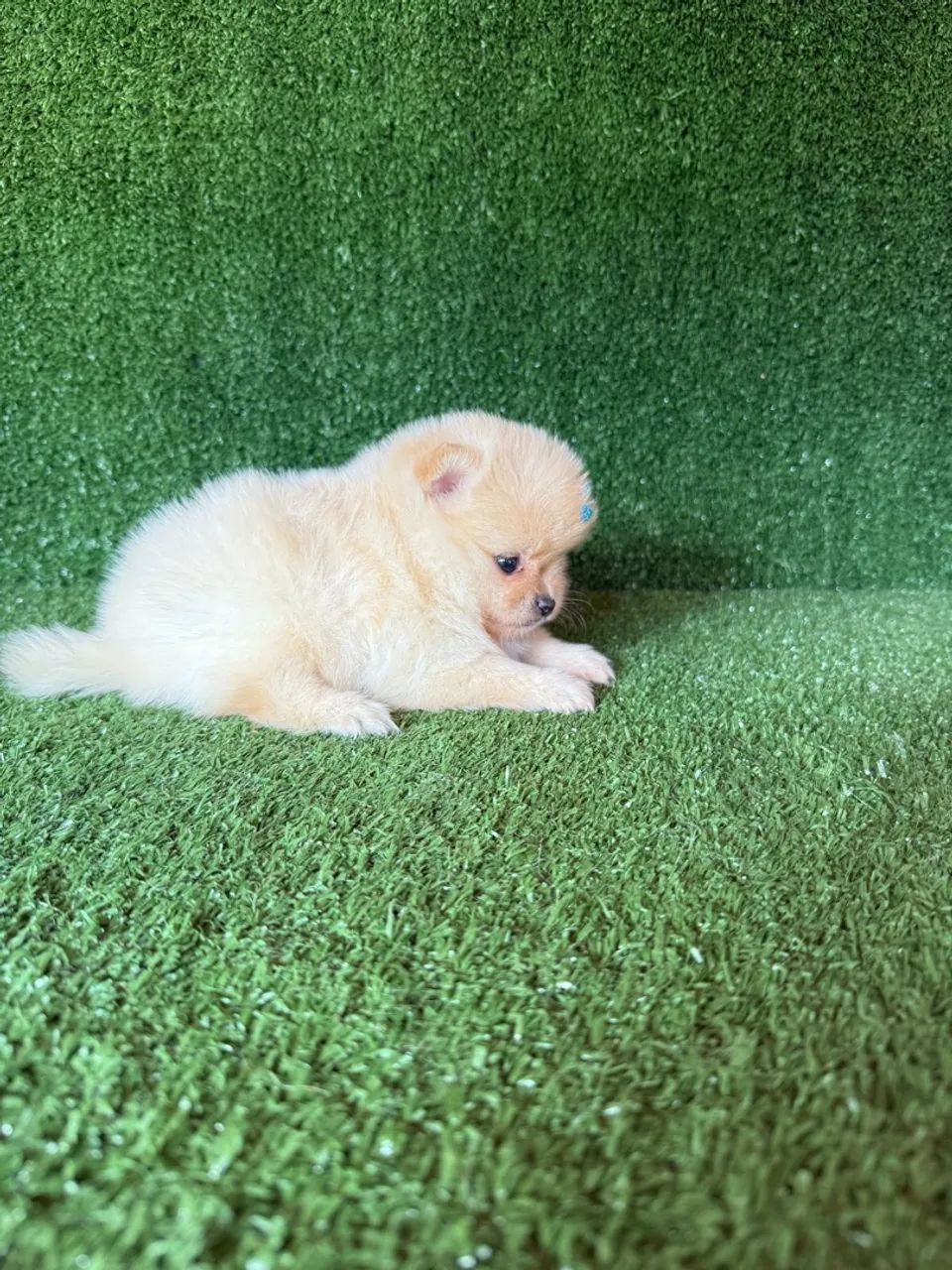 Lulu da pomerania mini  - Foto 3