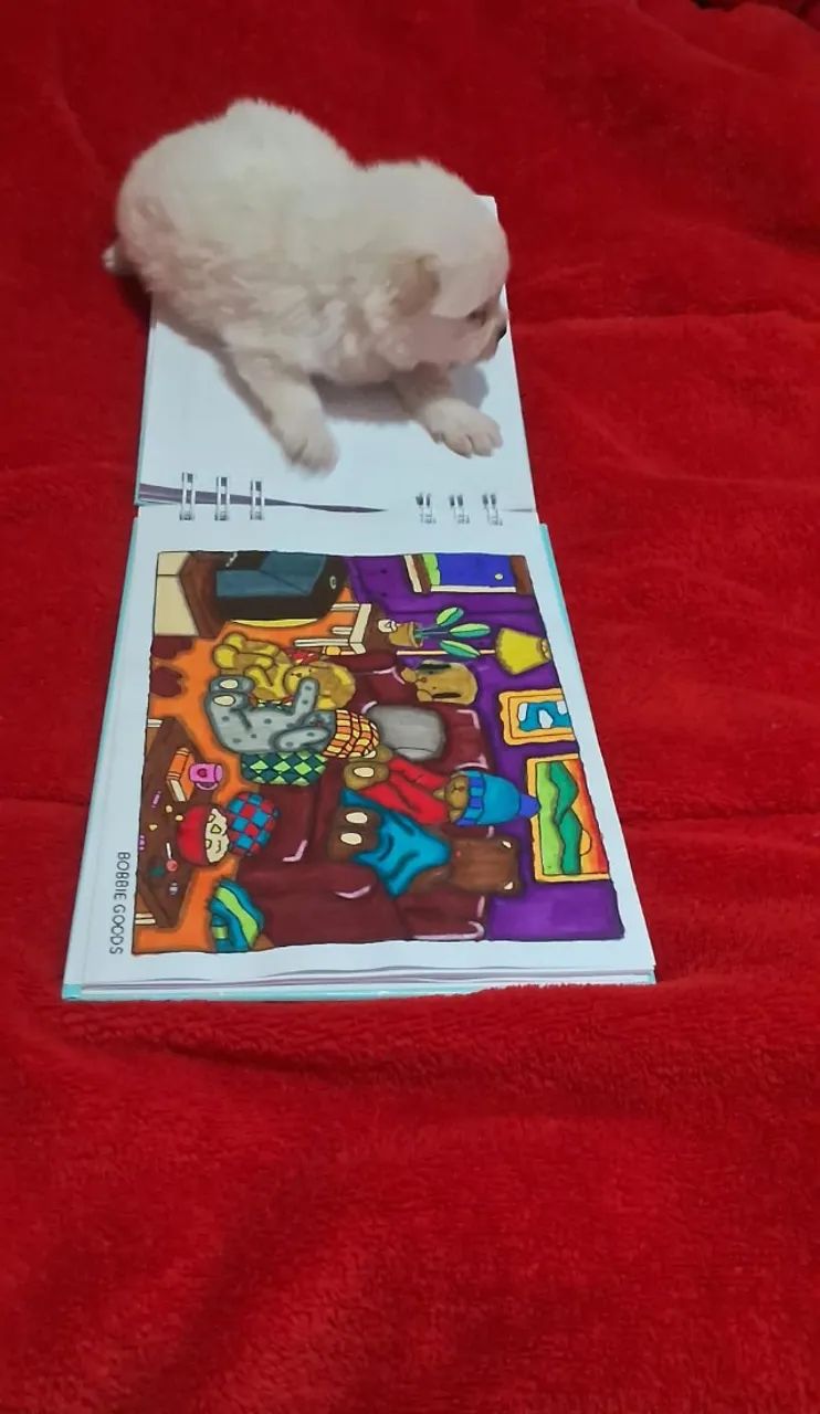 Spitz Alemão Anão, O Famoso LuLu da Pomerânia - Foto 3
