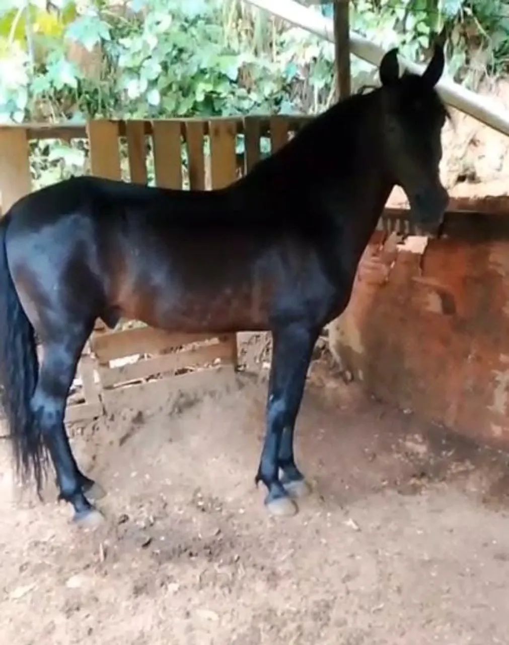 Manga larga machador