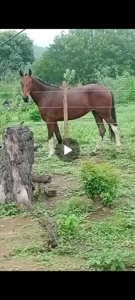 Potra MM Sem RG - Foto 3