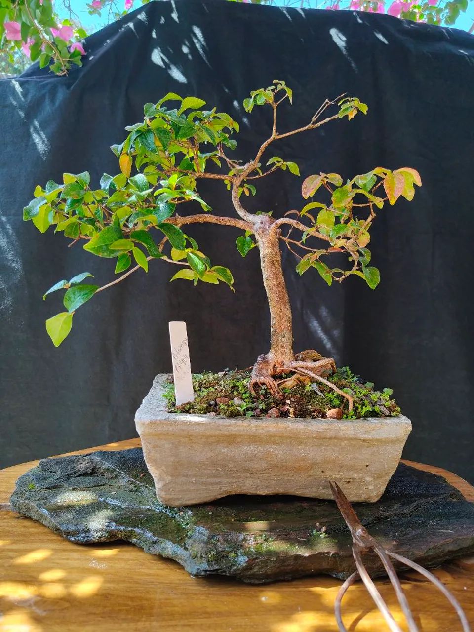 Bonsai pitanga  - Foto 2