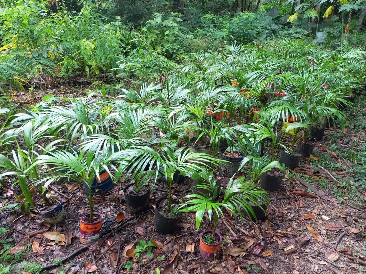 Mudas de Palmeira Imperial