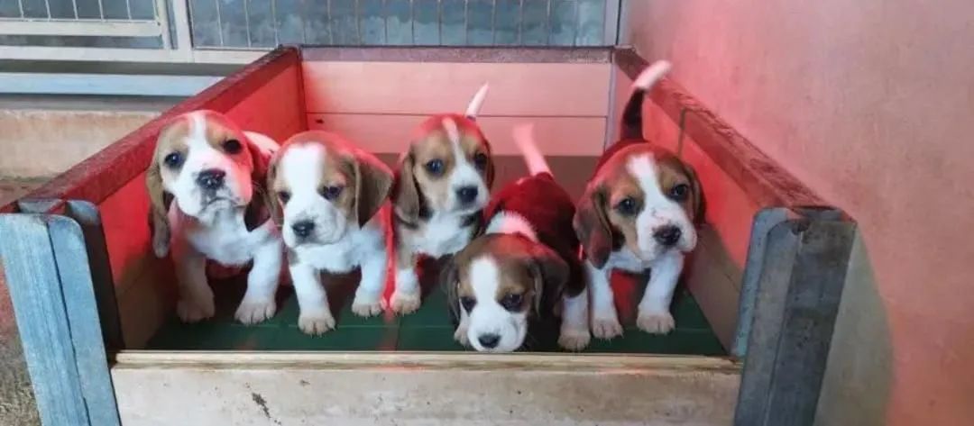 Filhotes de Beagle  - Foto 4