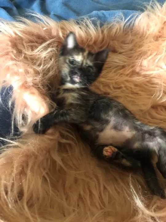 Amorinha para adoção responsável! - Foto 3