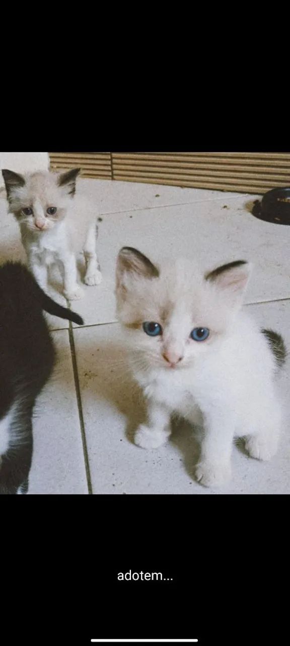 ADOTE OS GATINHOS  - Foto 3