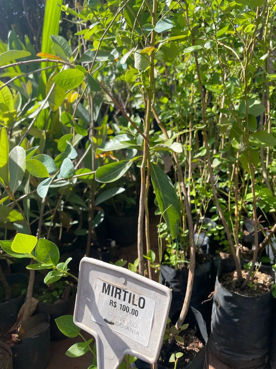 Muda de Mirtilo 