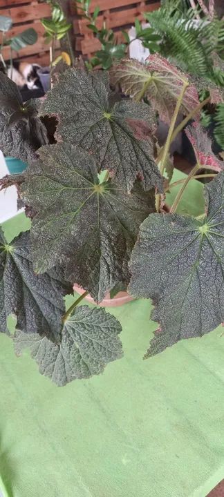 BEGÔNIA REX - UMA OBRA DE ARTE DA NATUREZA PARA SUA CASA! ? - Foto 3