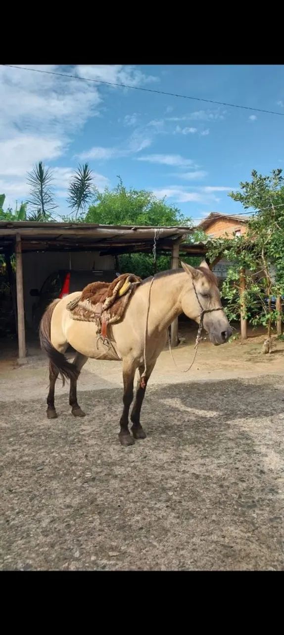 Égua Crioula Baia Gateada - Mansa p/ Crianças, Lida e Laço Comprido 