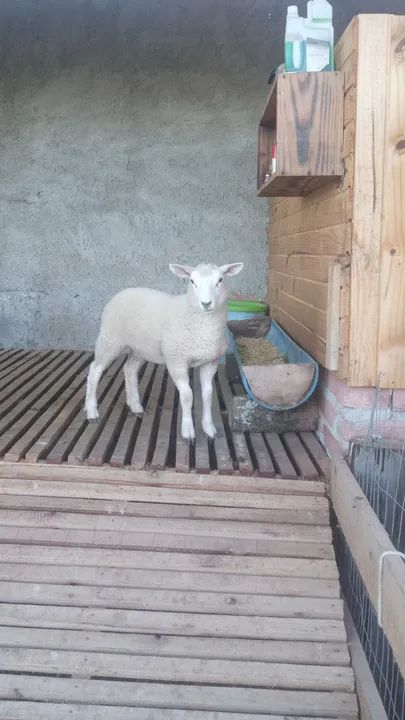 Ovelha texel filhote  - Foto 2