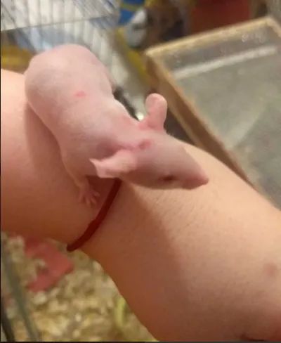 hairlles camundongo (sem pelos) - Foto 2