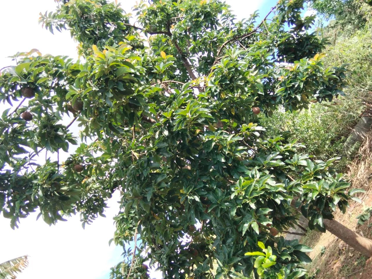 Chácara a venda em Atibaia sp  - Foto 5