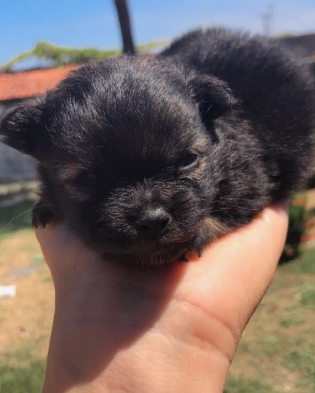 Lindo spitz alemão macho  - Foto 3