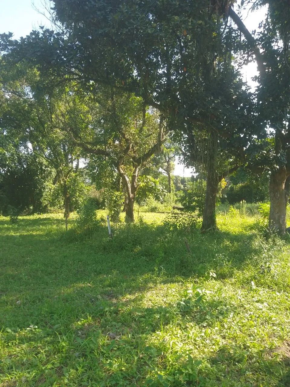 VENDO LOTES EM TINGUA (marambaia) - Foto 4