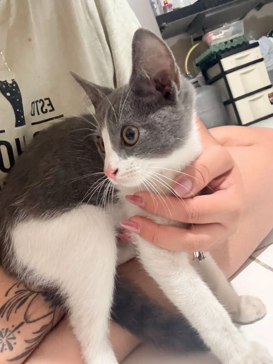 DOA-SE GATINHO 