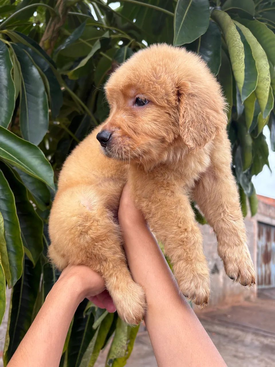 Golden retriever  - Foto 4