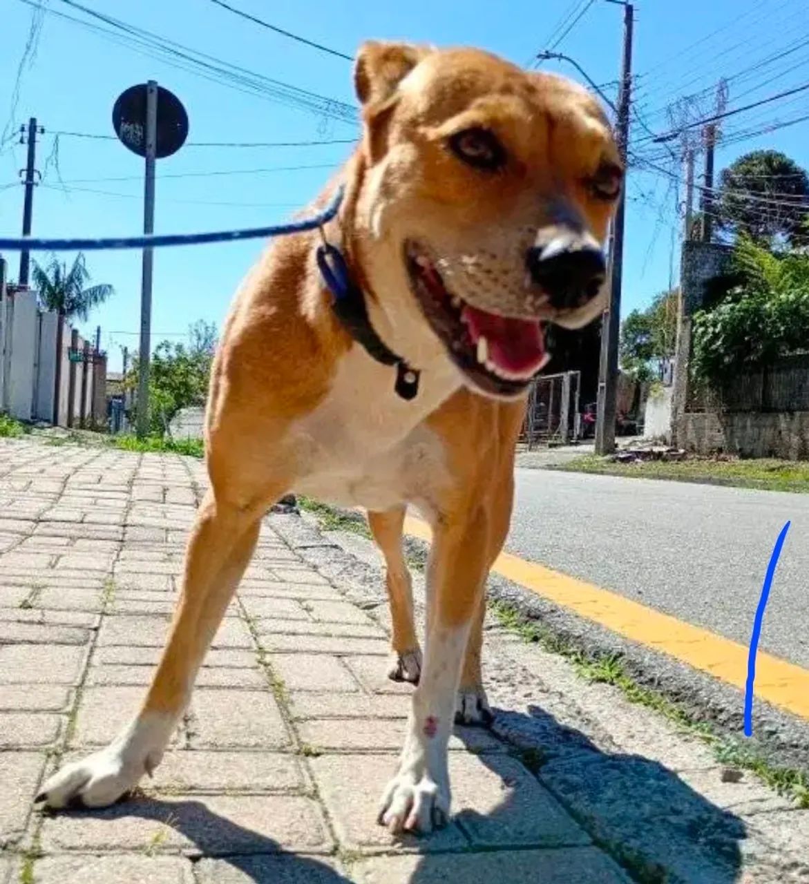 Adoção Responsável  - Foto 2