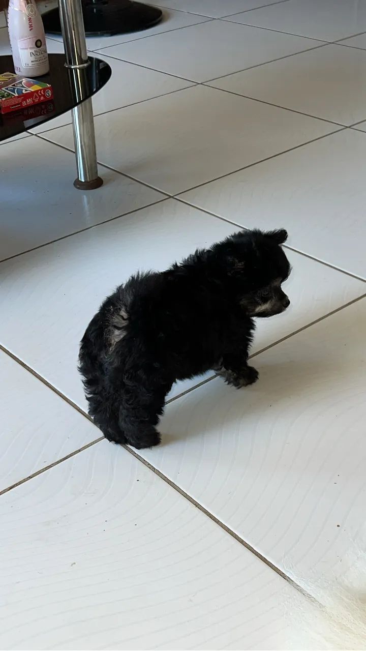 Cachorro  - Foto 2