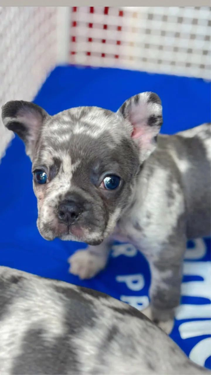 Buldogues francês pronta entrega  - Foto 6