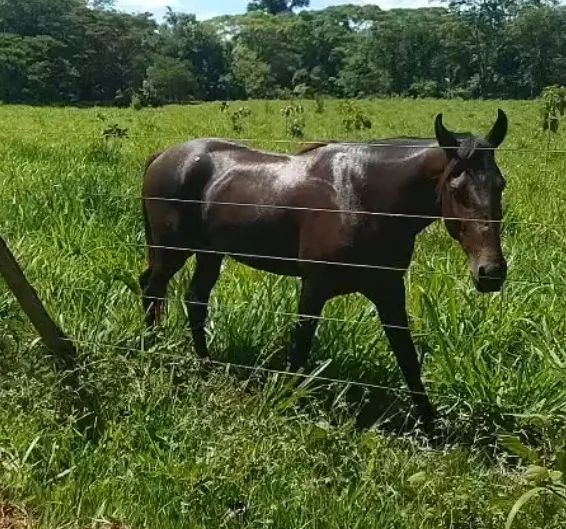 CAVALO MANGOLINO - Foto 2