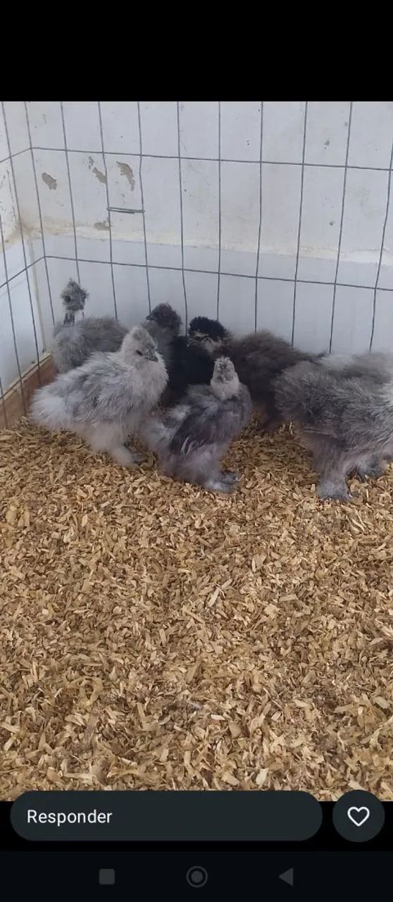 Pintinhos Sedosa do Japão (R$ 45,00 cada)