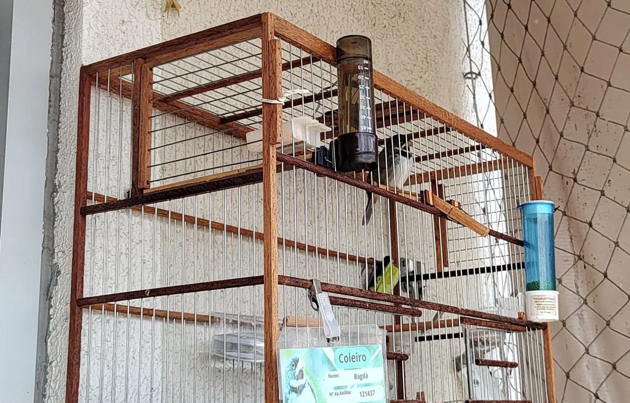 Gaiolas Criadeiras de Coleiro