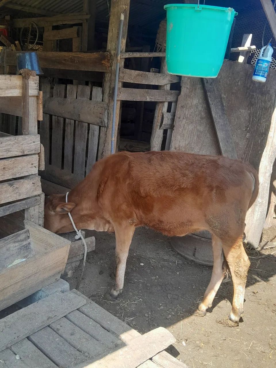 Novilha gir - Foto 4