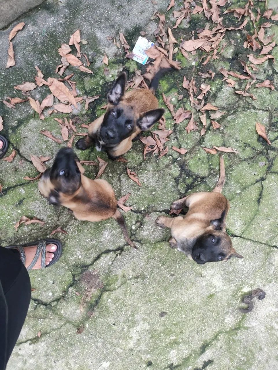 Cachorros filhotes  - Foto 4