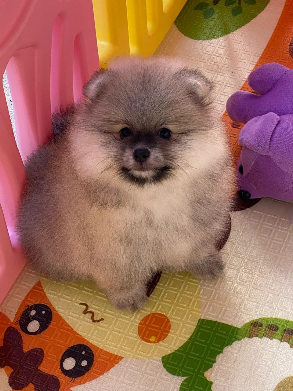 Spitz alemão  - Foto 4