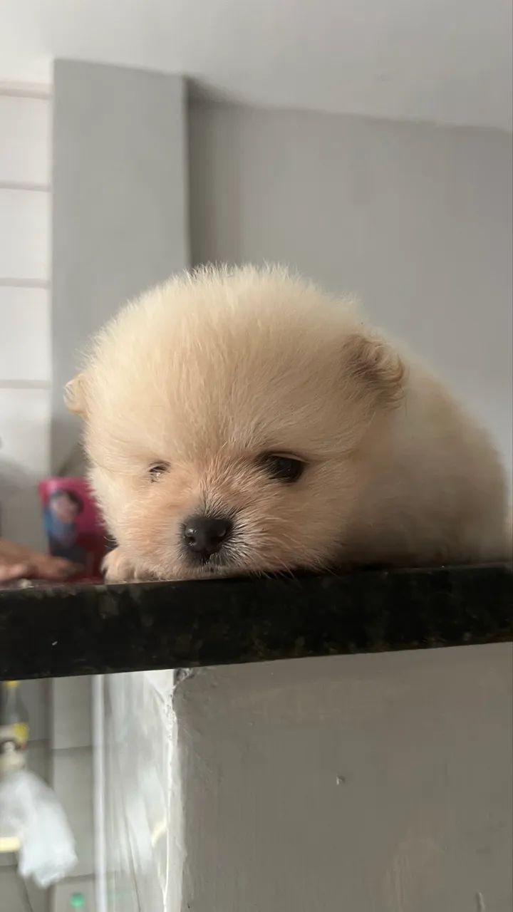 Spitz Alemão  - Foto 3