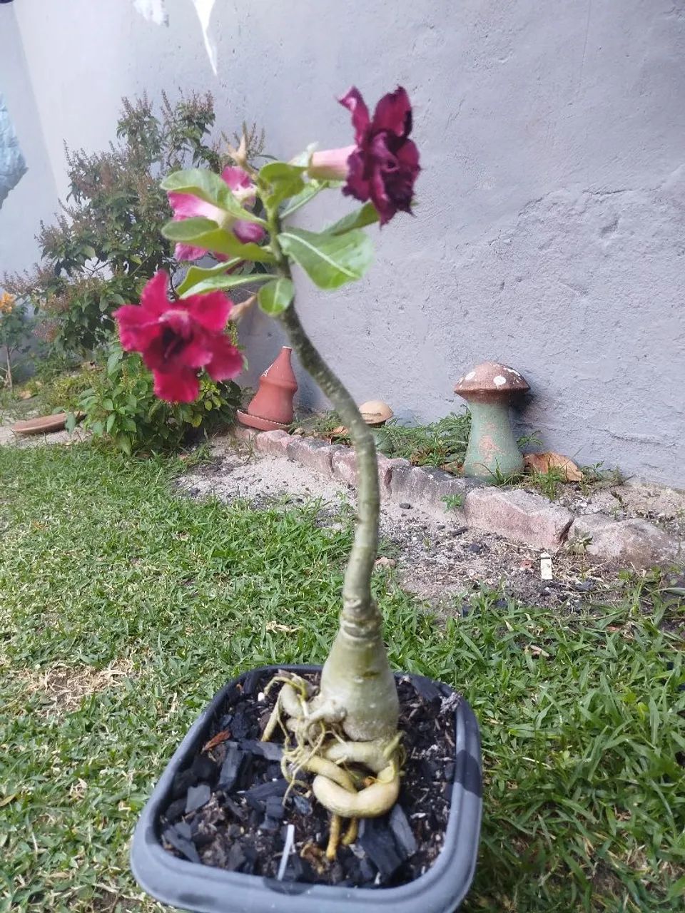 Rosa do Deserto  - Foto 2