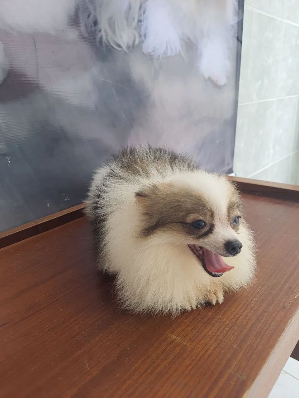 Spitz alemão  - Foto 4