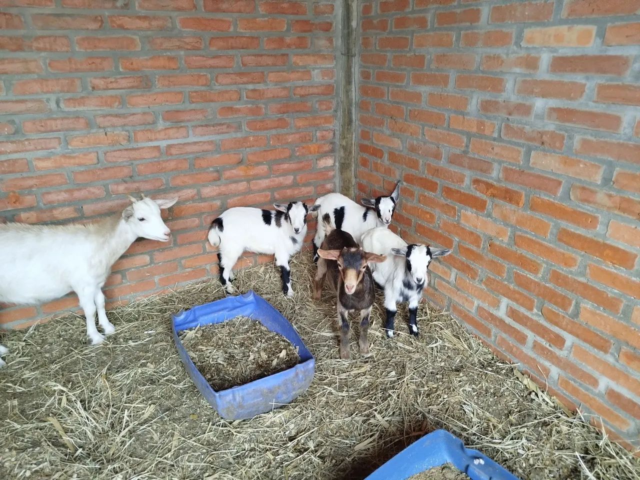 Mini cabra mini bode mini cabrito - Foto 5