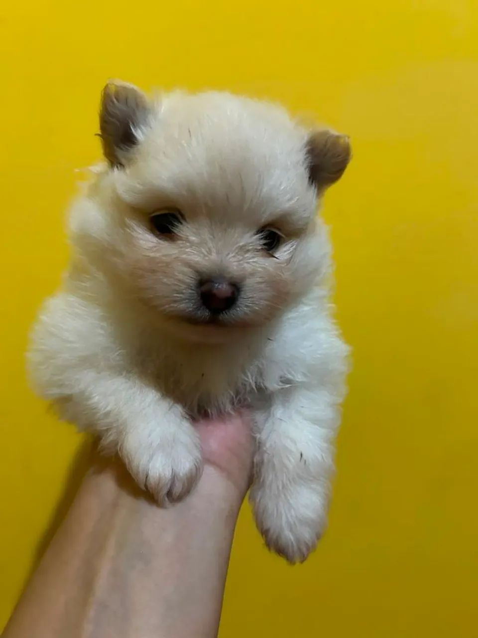 Spitz Alemão - Foto 2
