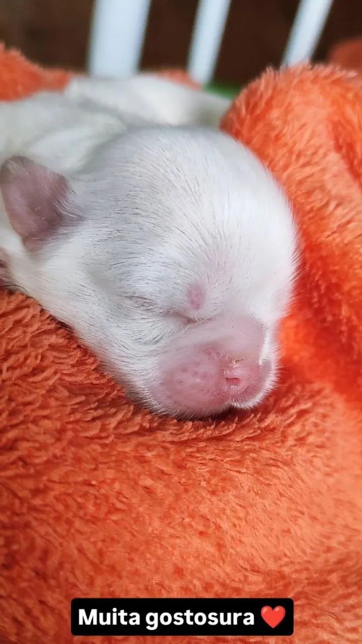 Shih Tzu mageli dogs ? - Foto 5