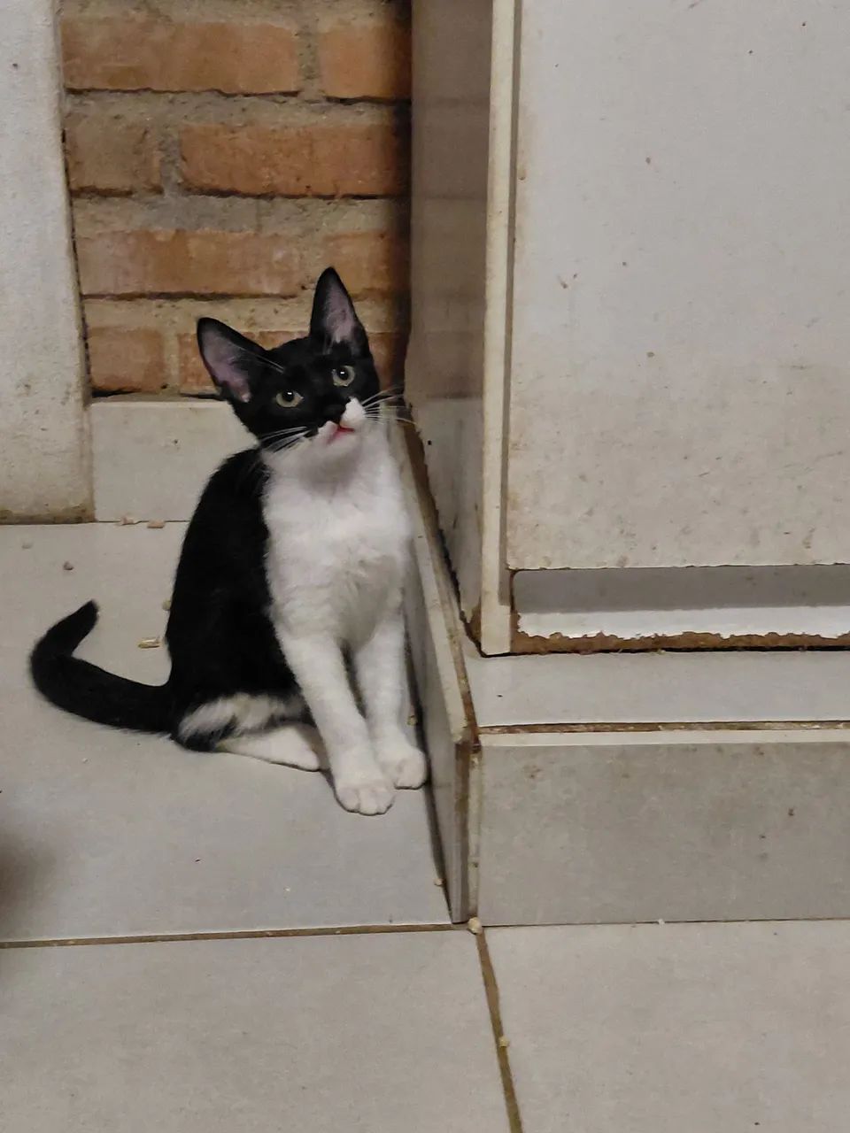 Adoção 