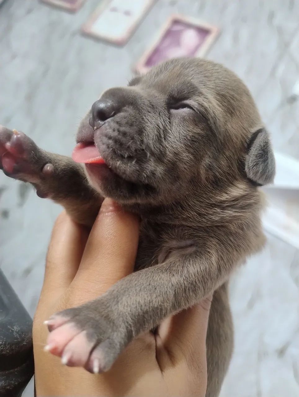 Fêmea de American Bully  - Foto 2