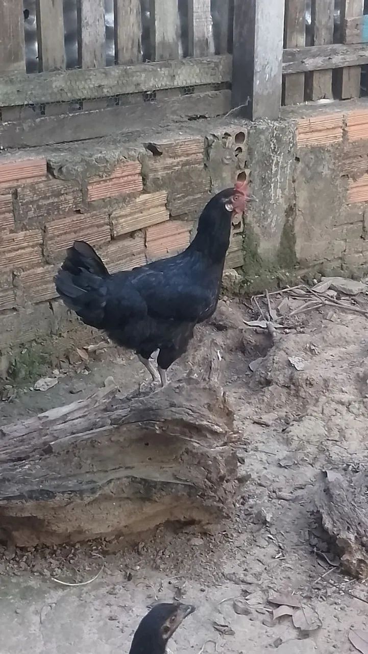 Galinha Caipira 