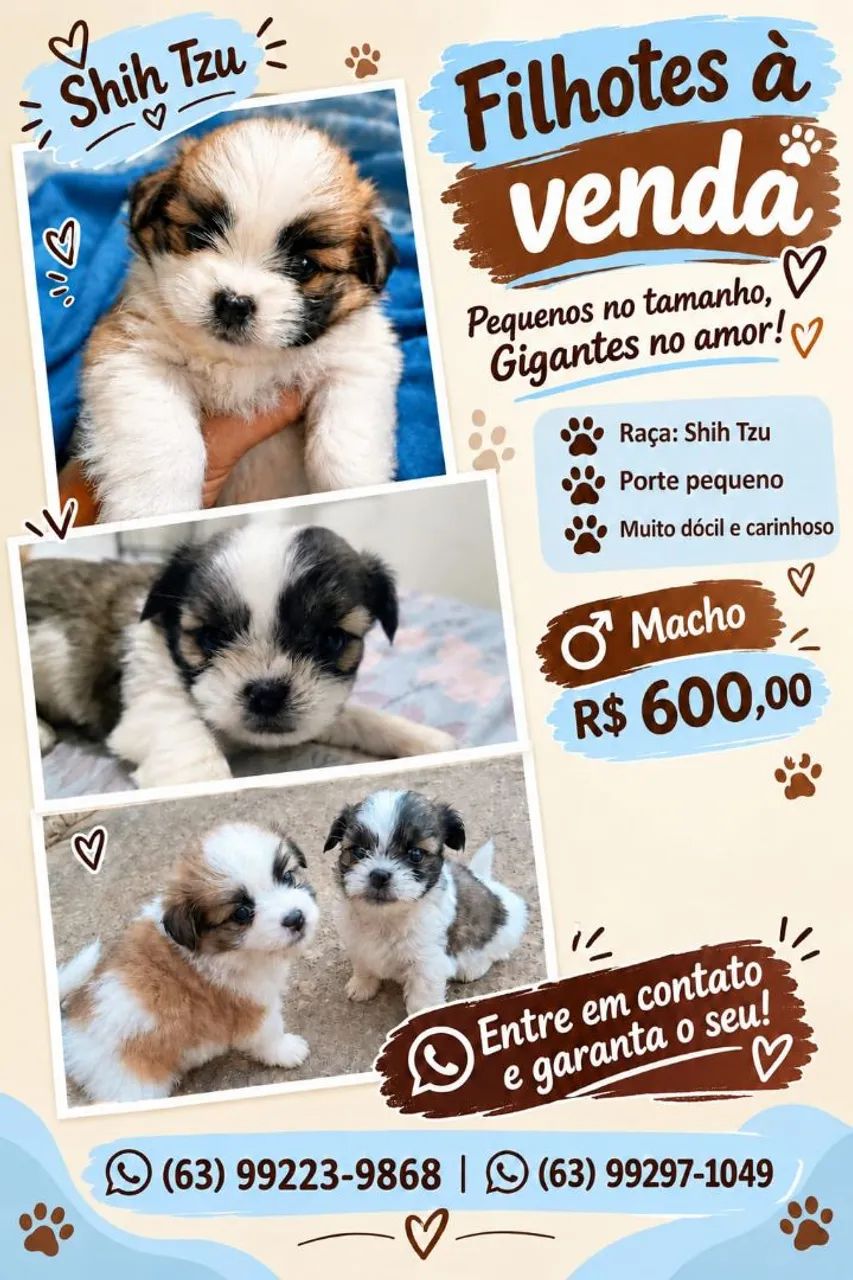 Filhotes shitzu machos  - Foto 2