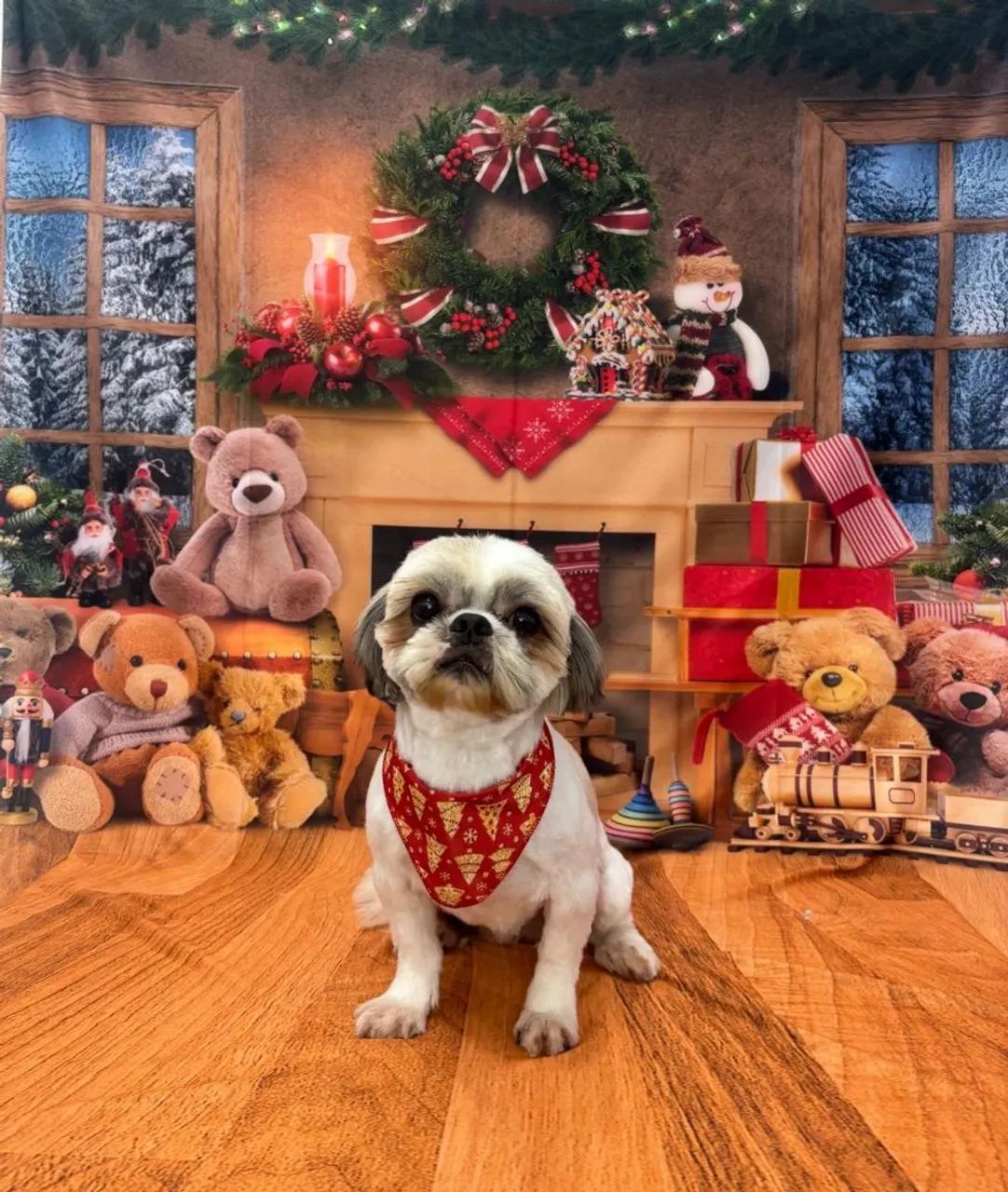 Filhotes de ShihTzu  - Foto 2