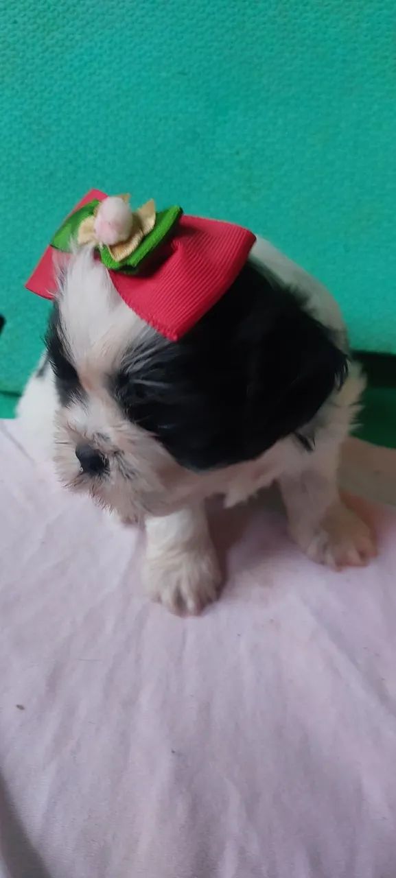 Bebês Shih Tzu  - Foto 3